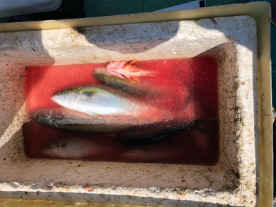 落とし込みとジギング