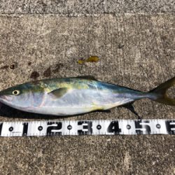 和田防新波止 地合はわずか