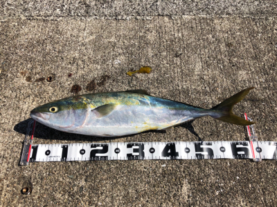 和田防新波止 地合はわずか