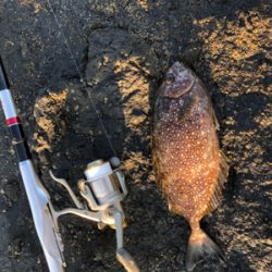 磯からフカセでイサギ＆グレ