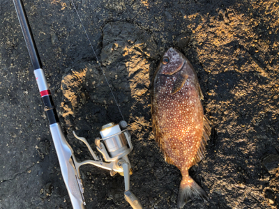 磯からフカセでイサギ＆グレ