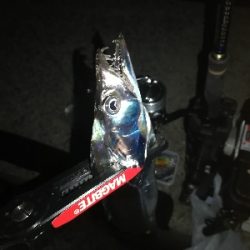 久々に太刀魚に会えました。