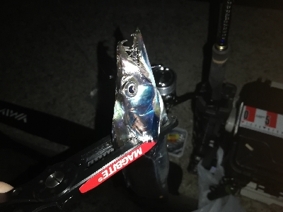 久々に太刀魚に会えました。