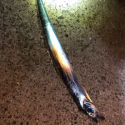 よーし、ちょい釣りタチウオ