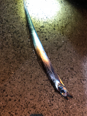 よーし、ちょい釣りタチウオ