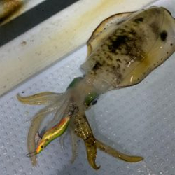 ナイトティップランエギング