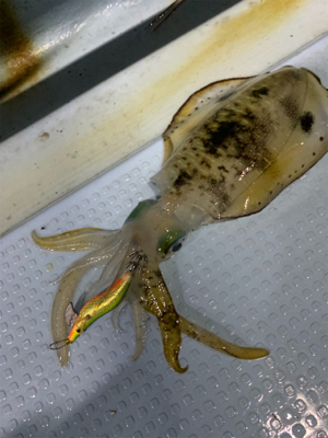 ナイトティップランエギング