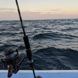 ロックフィッシュ