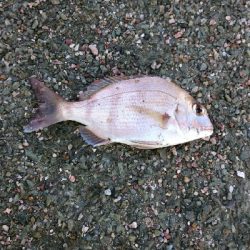 五色浜で、カサゴ、アナゴ、ゴンズイ、サメ、タイ