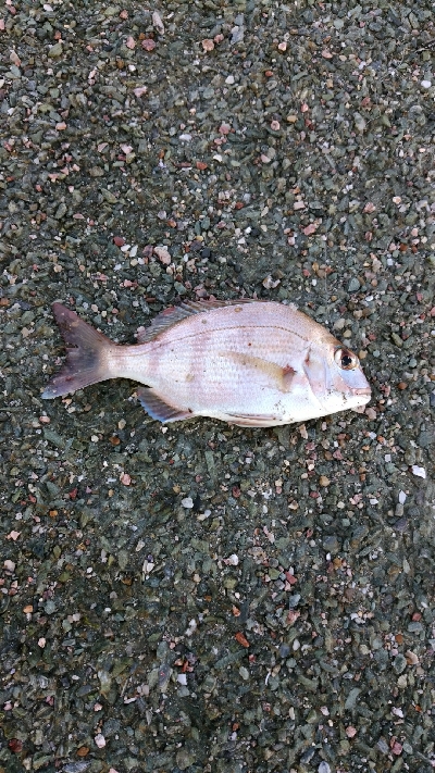 五色浜で、カサゴ、アナゴ、ゴンズイ、サメ、タイ