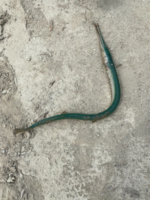 初めてのポイント