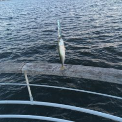 強風。。鯖渋くグチ。