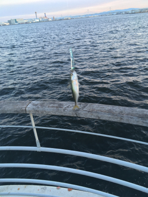 強風。。鯖渋くグチ。