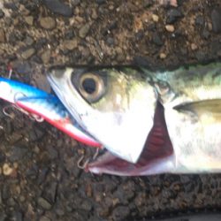 タチウオ居ませんでした