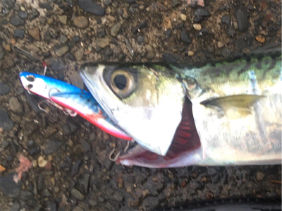 タチウオ居ませんでした