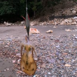 アオリイカを求めて