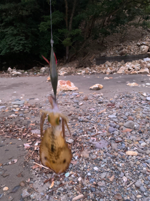 アオリイカを求めて