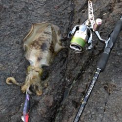 イカさんスクスク成長中