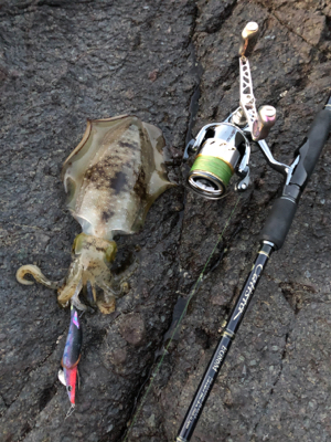イカさんスクスク成長中