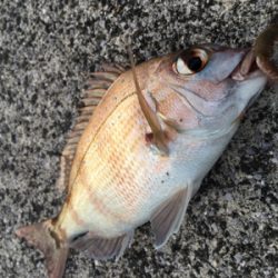 今日は子供会の日?