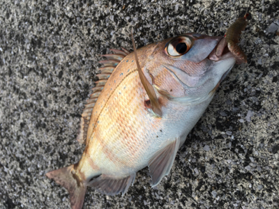 今日は子供会の日?