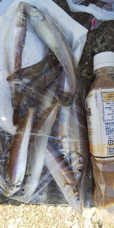 苅屋海岸のキス釣り