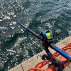 マダイシーズンin、でも名人には勝てない