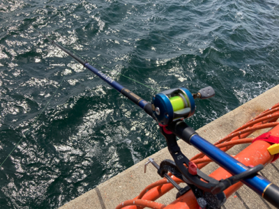 マダイシーズンin、でも名人には勝てない