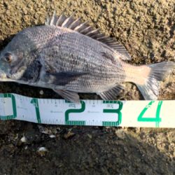 昼間の満潮から下げは難しい