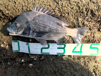 昼間の満潮から下げは難しい