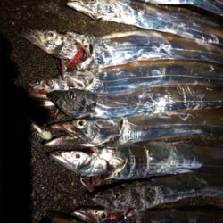 太刀魚好調！小さいけど…。