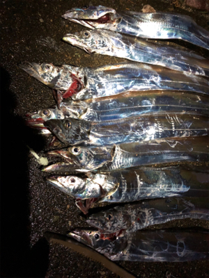 太刀魚好調！小さいけど…。