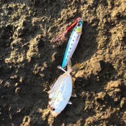 青物シーズン到来