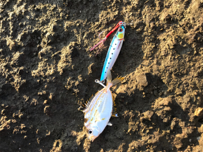 青物シーズン到来