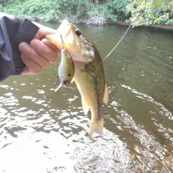 旅先フィッシュ