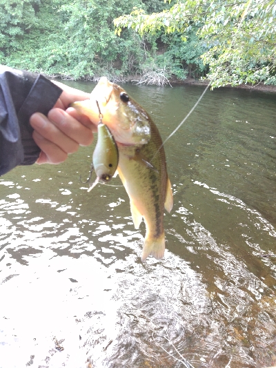 旅先フィッシュ