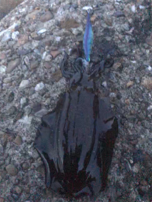 厳しいエギング(><)