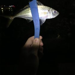 アジング始めました! こりゃおもろいわ!