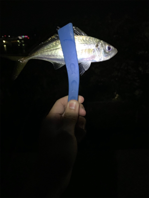 アジング始めました！  こりゃおもろいわ！…