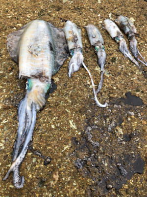 サイズのいい根魚かと思うアタリから