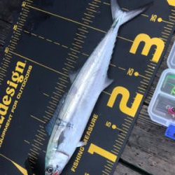 恒例の台風前にショアジギング