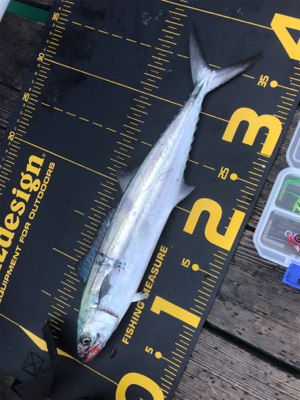 恒例の台風前にショアジギング