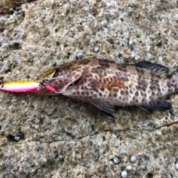 尾鷲ロックフィッシュ