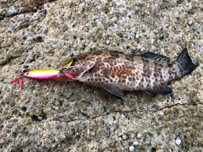 尾鷲ロックフィッシュ