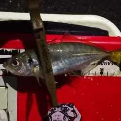 アジング練習 192