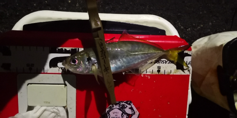 アジング練習 192