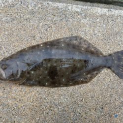 シーズンオフのアイナメ釣行