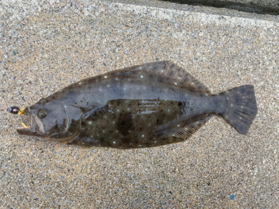 シーズンオフのアイナメ釣行