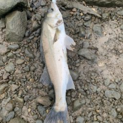 シーバス調査釣行