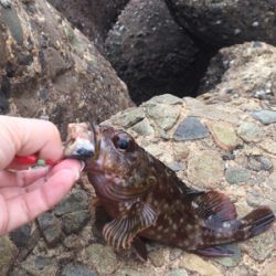 穴釣りは裏切らない